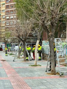 Imagen de las podas llevadas a cabo en el centro de la ciudad de Murcia. 
